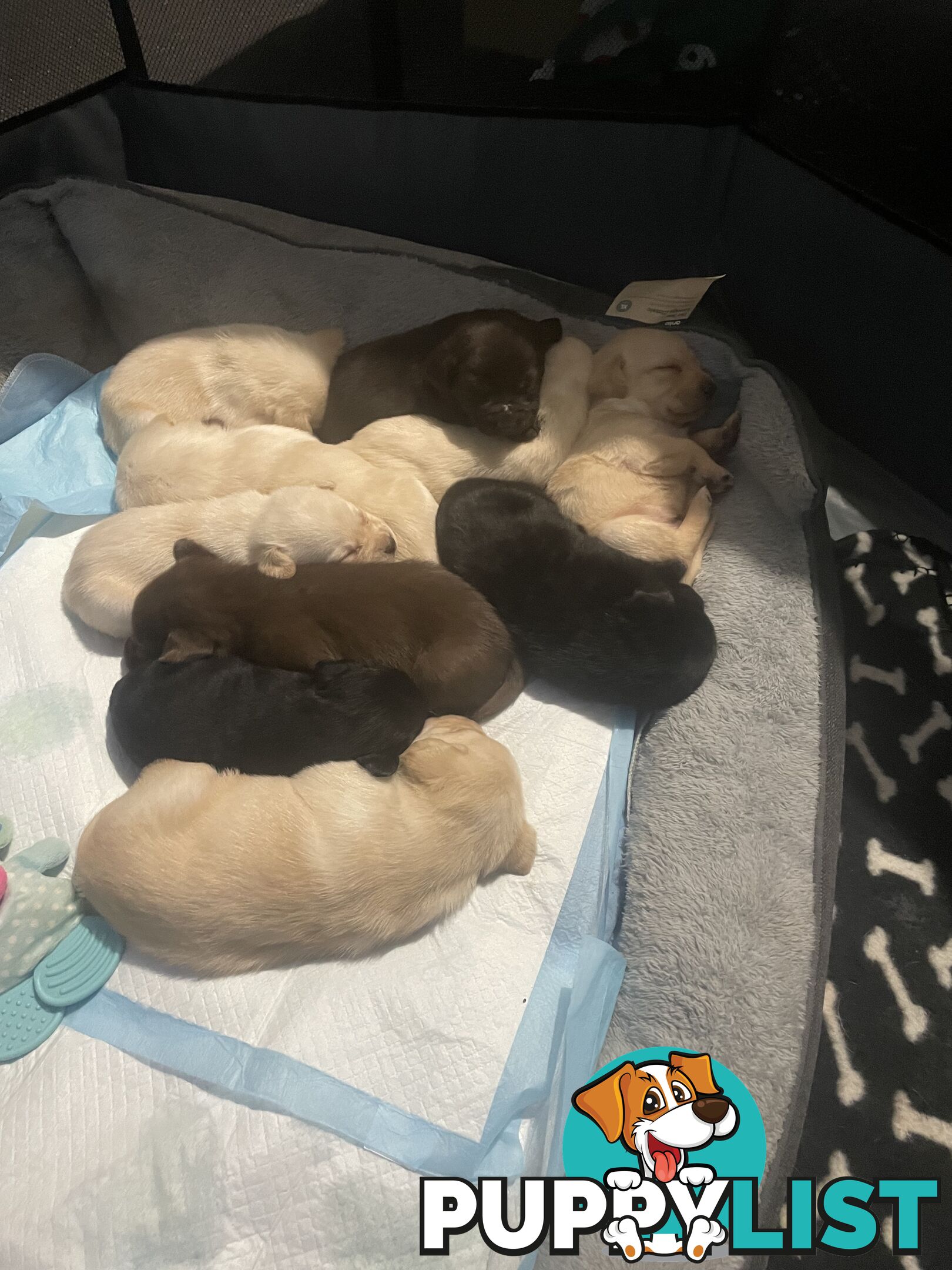 Labrador pups looking for their forever homes.