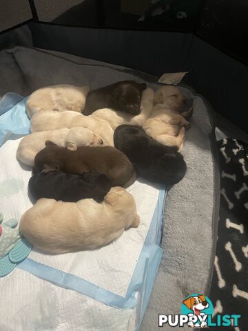 Labrador pups looking for their forever homes.