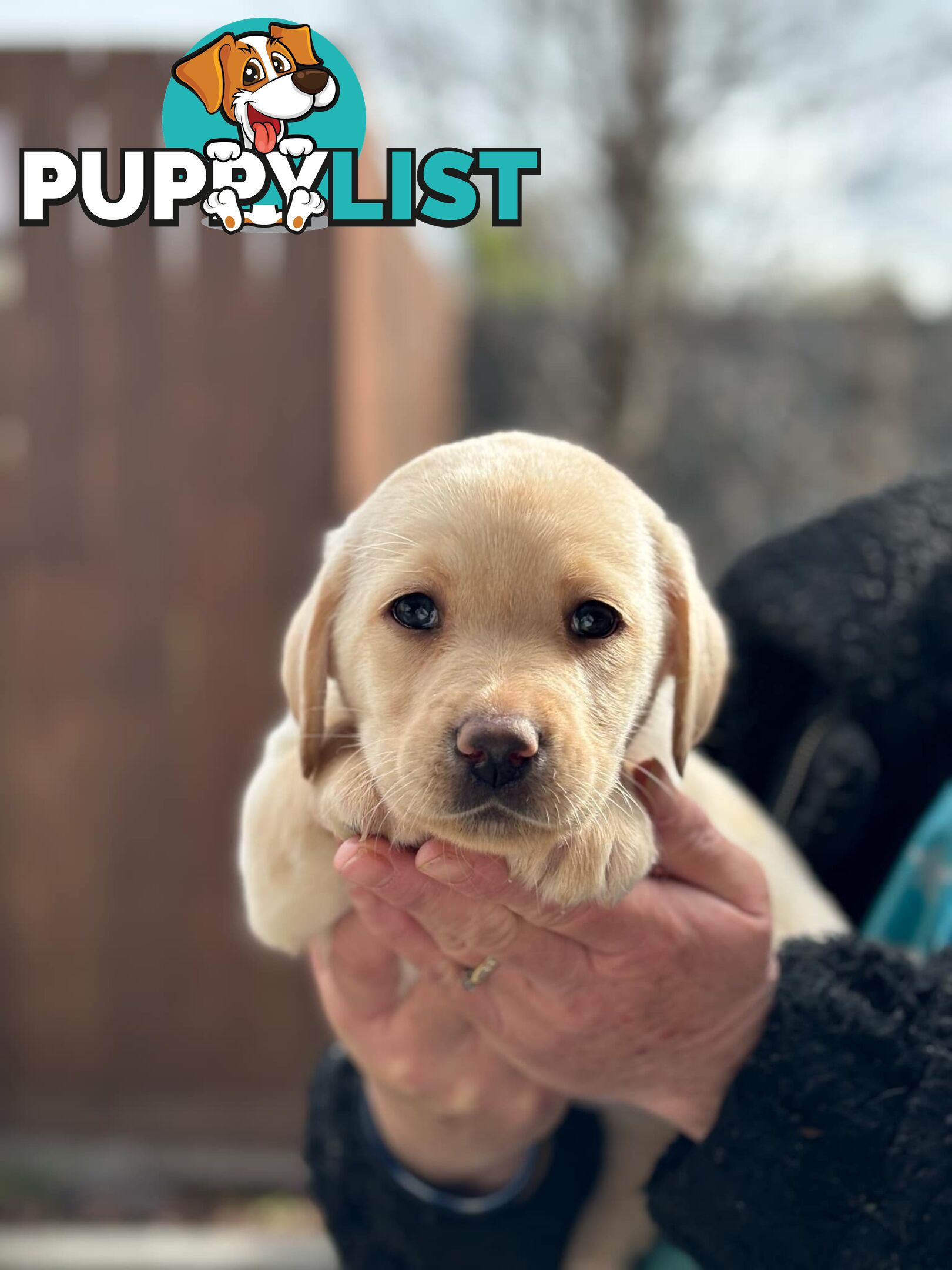 Labrador pups looking for their forever homes.