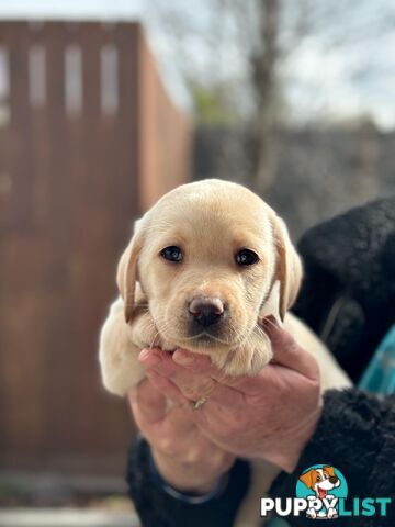 Labrador pups looking for their forever homes.