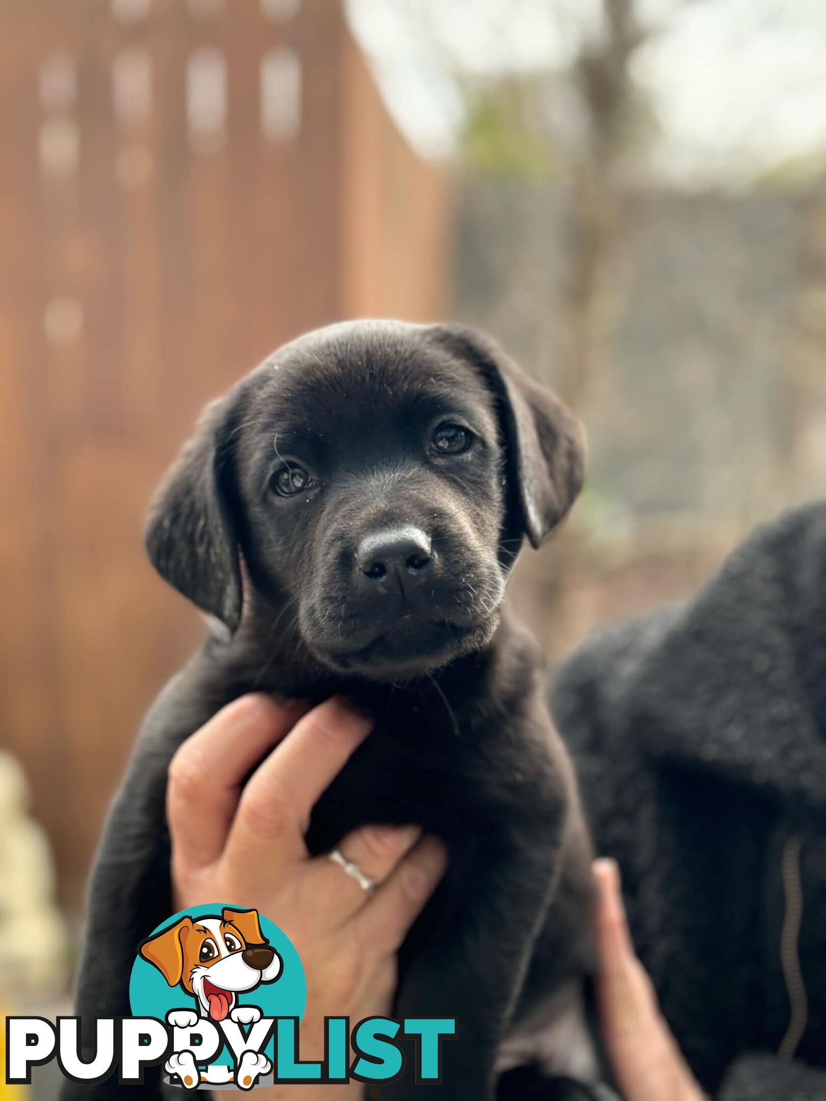 Labrador pups looking for their forever homes.