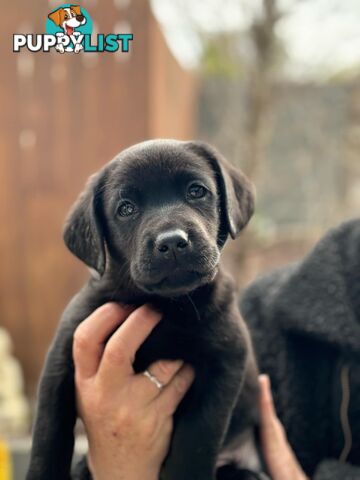 Labrador pups looking for their forever homes.