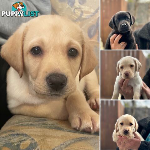 Labrador pups looking for their forever homes.