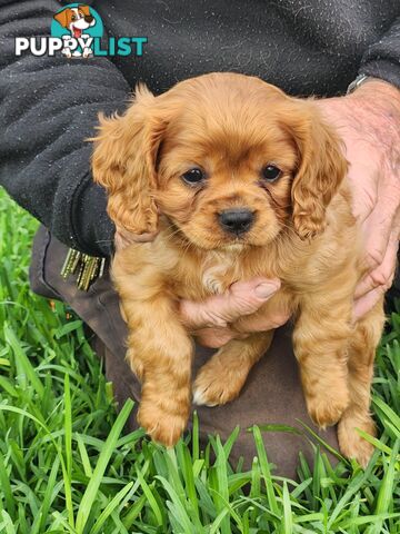 Cavalier King Charles Puppies