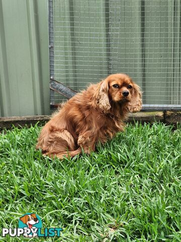 Give away Female Desexed Cavalier King Charles