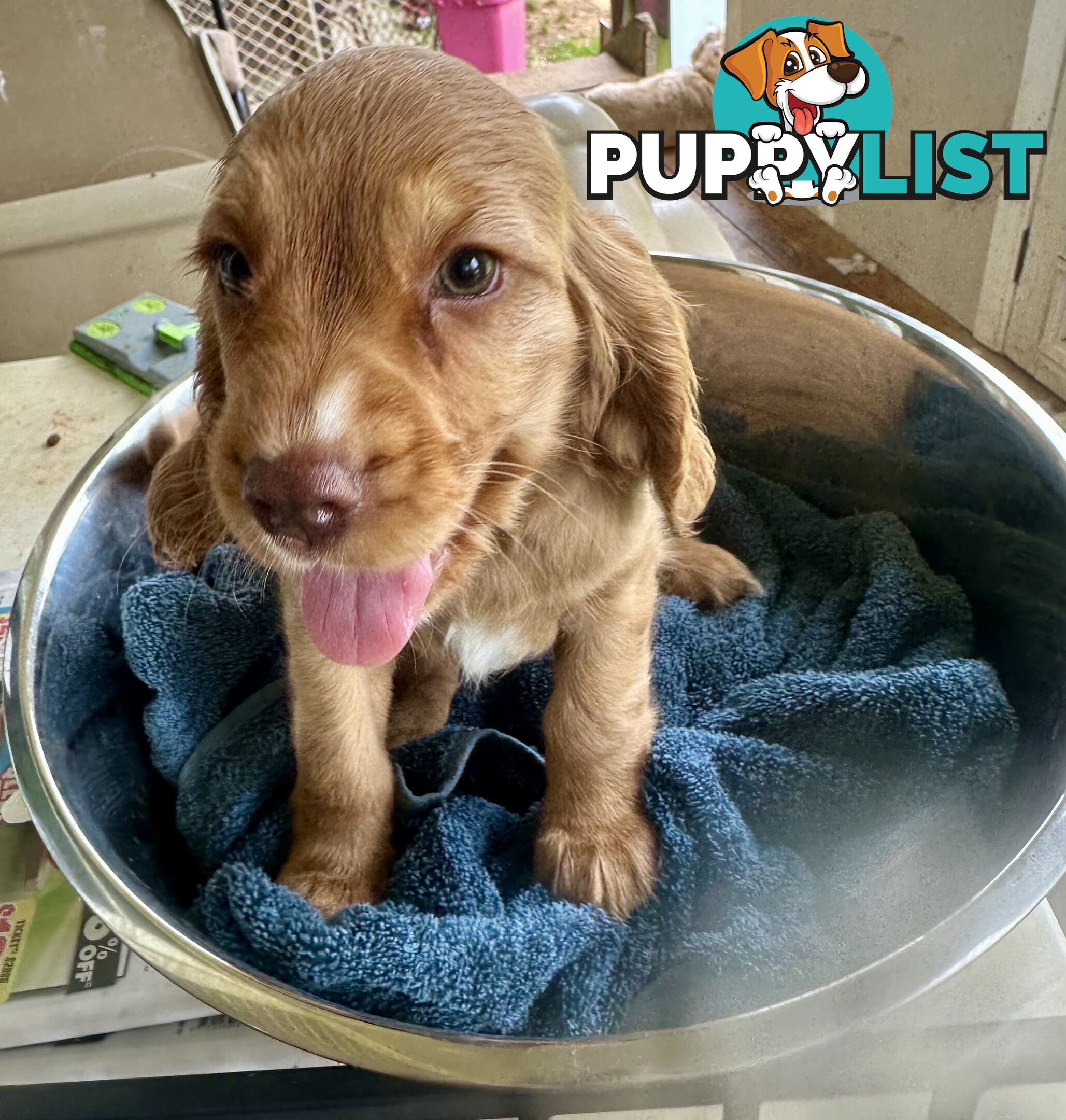 Cocker Spaniel Puppies