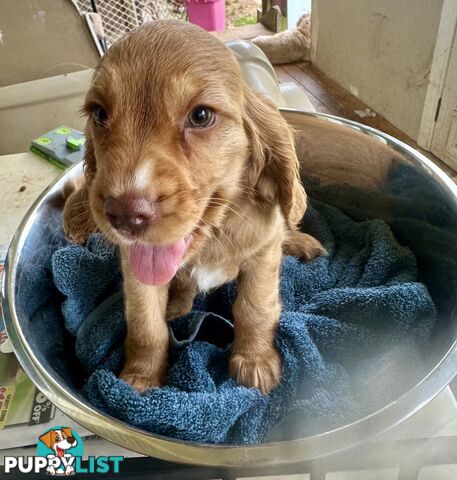 Cocker Spaniel Puppies