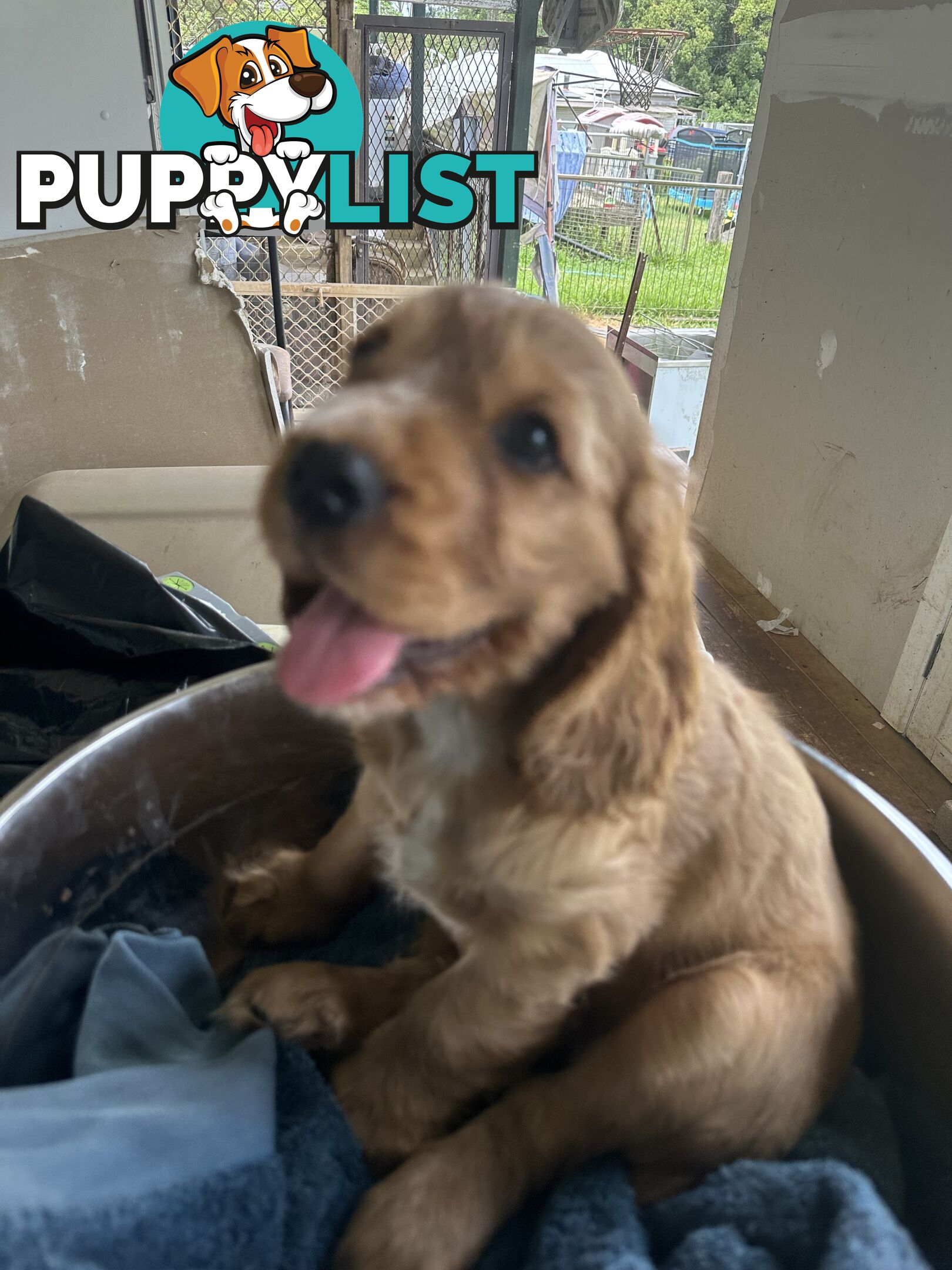 Cocker Spaniel Puppies