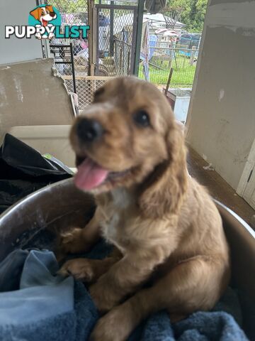 Cocker Spaniel Puppies