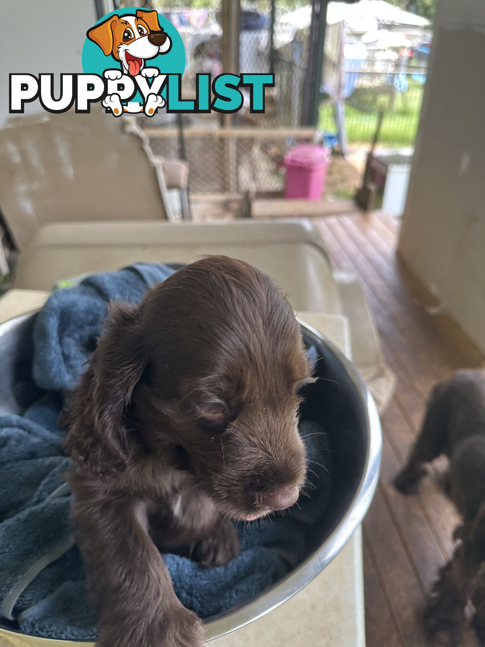 Cocker Spaniel Puppies