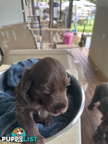 Cocker Spaniel Puppies