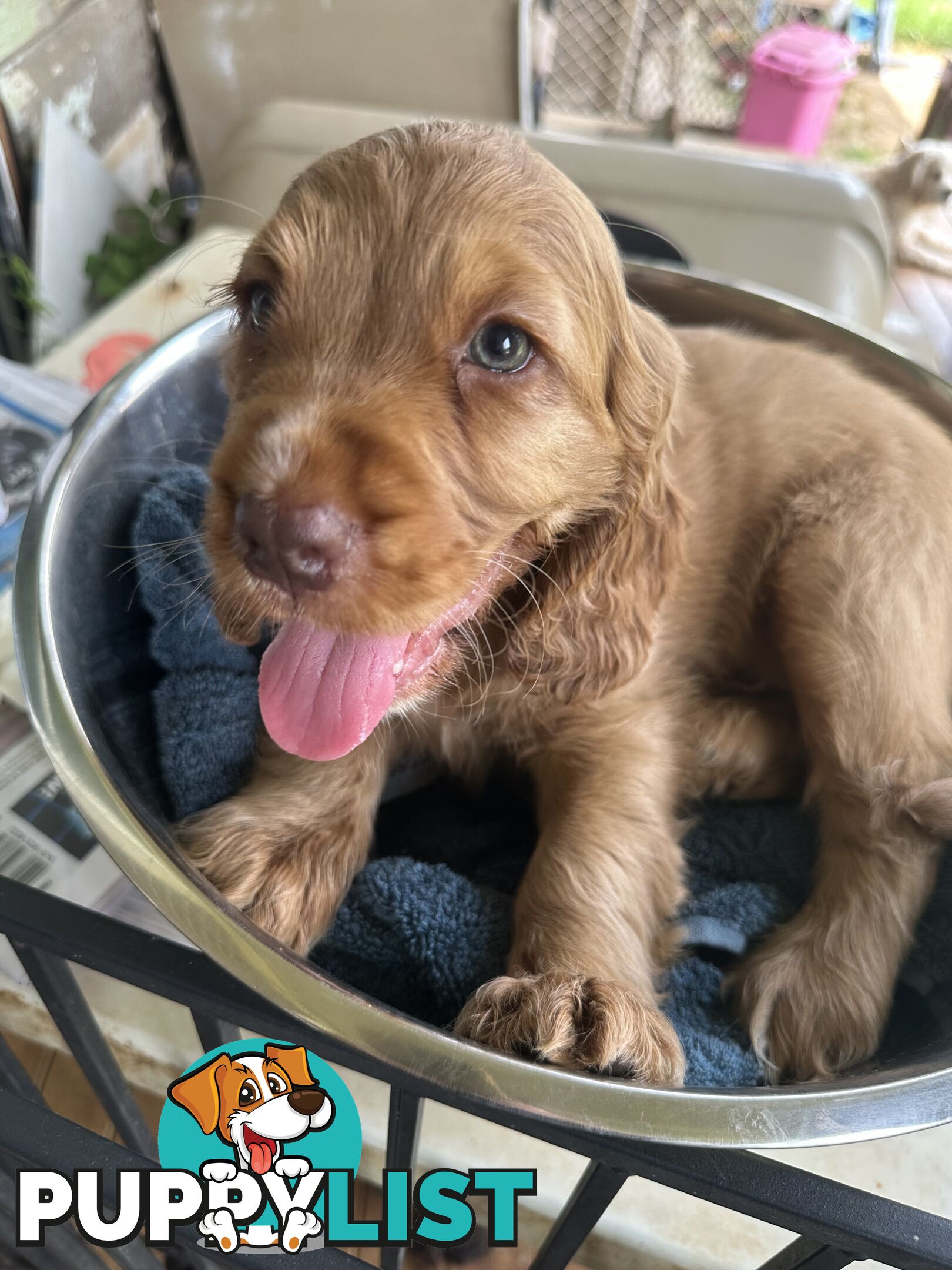 Cocker Spaniel Puppies