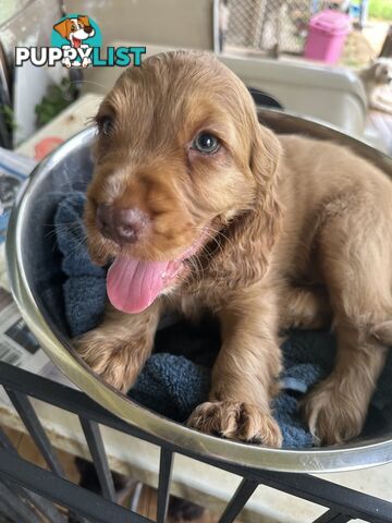 Cocker Spaniel Puppies