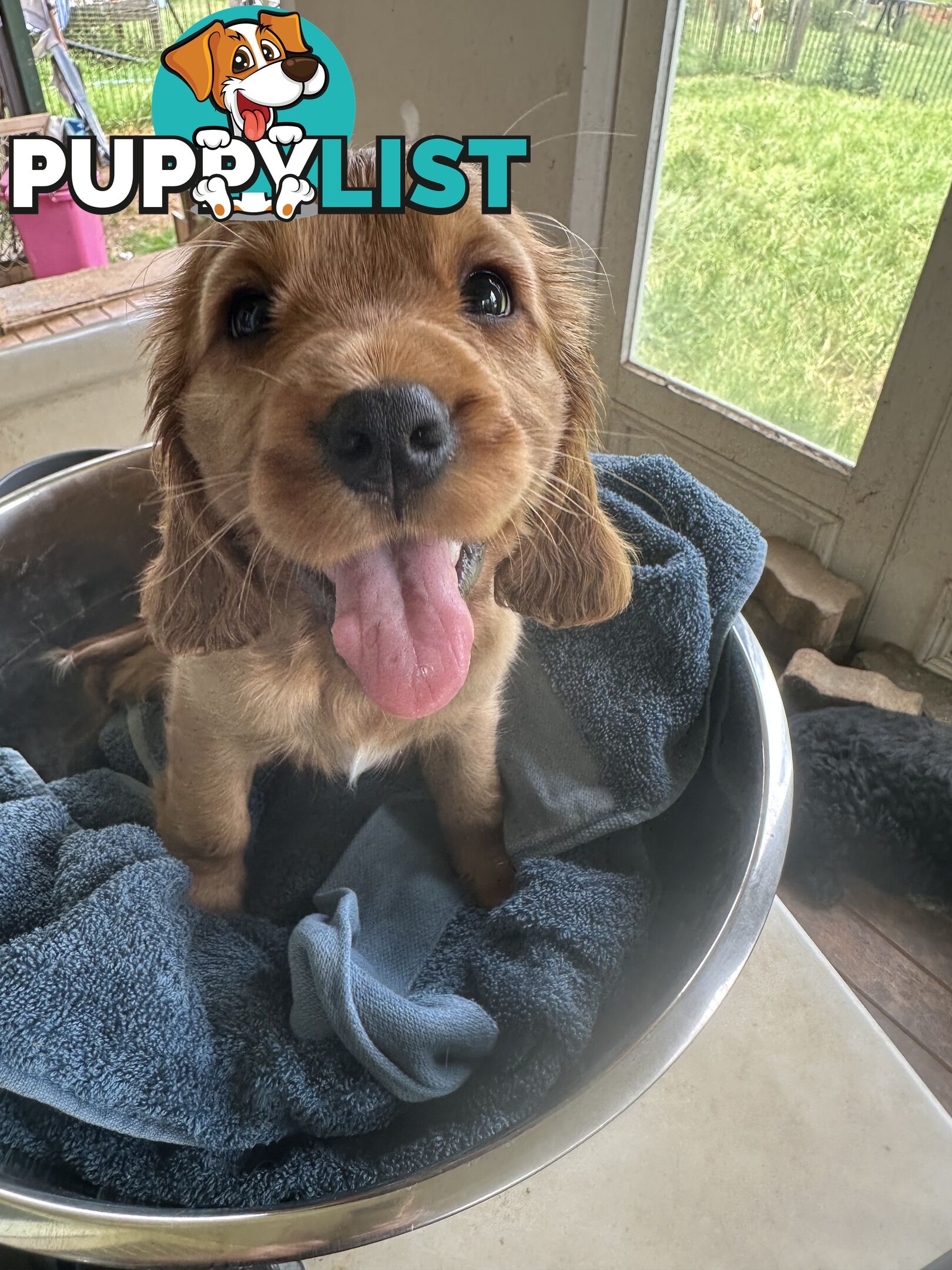 Cocker Spaniel Puppies