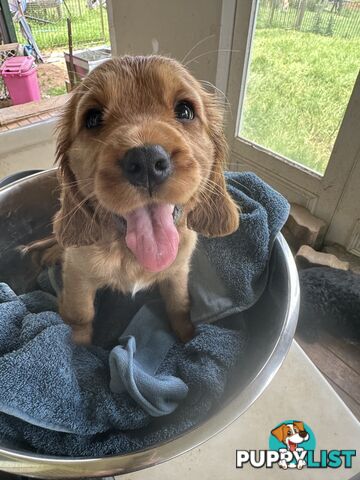 Cocker Spaniel Puppies