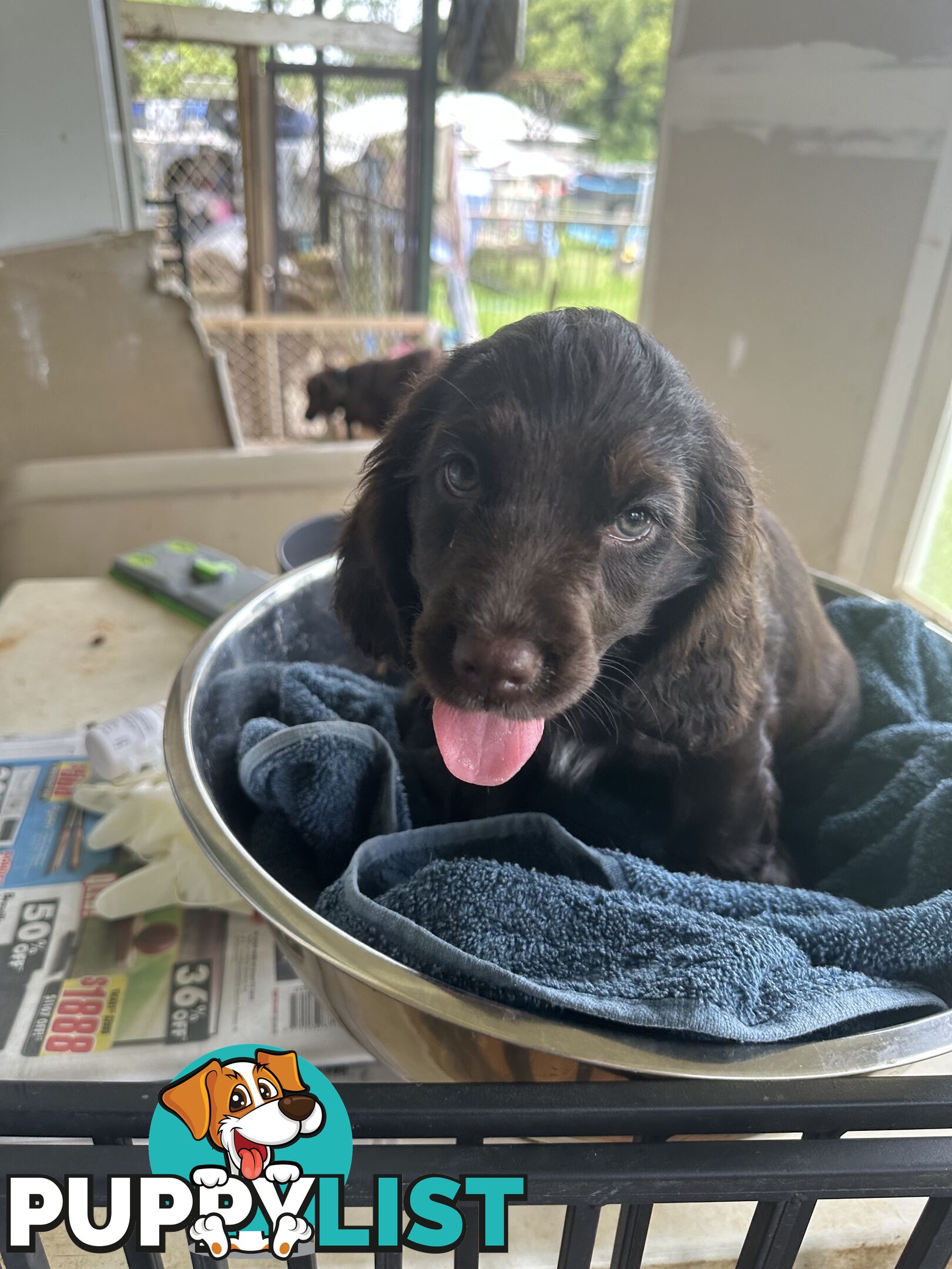 Cocker Spaniel Puppies