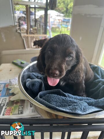 Cocker Spaniel Puppies