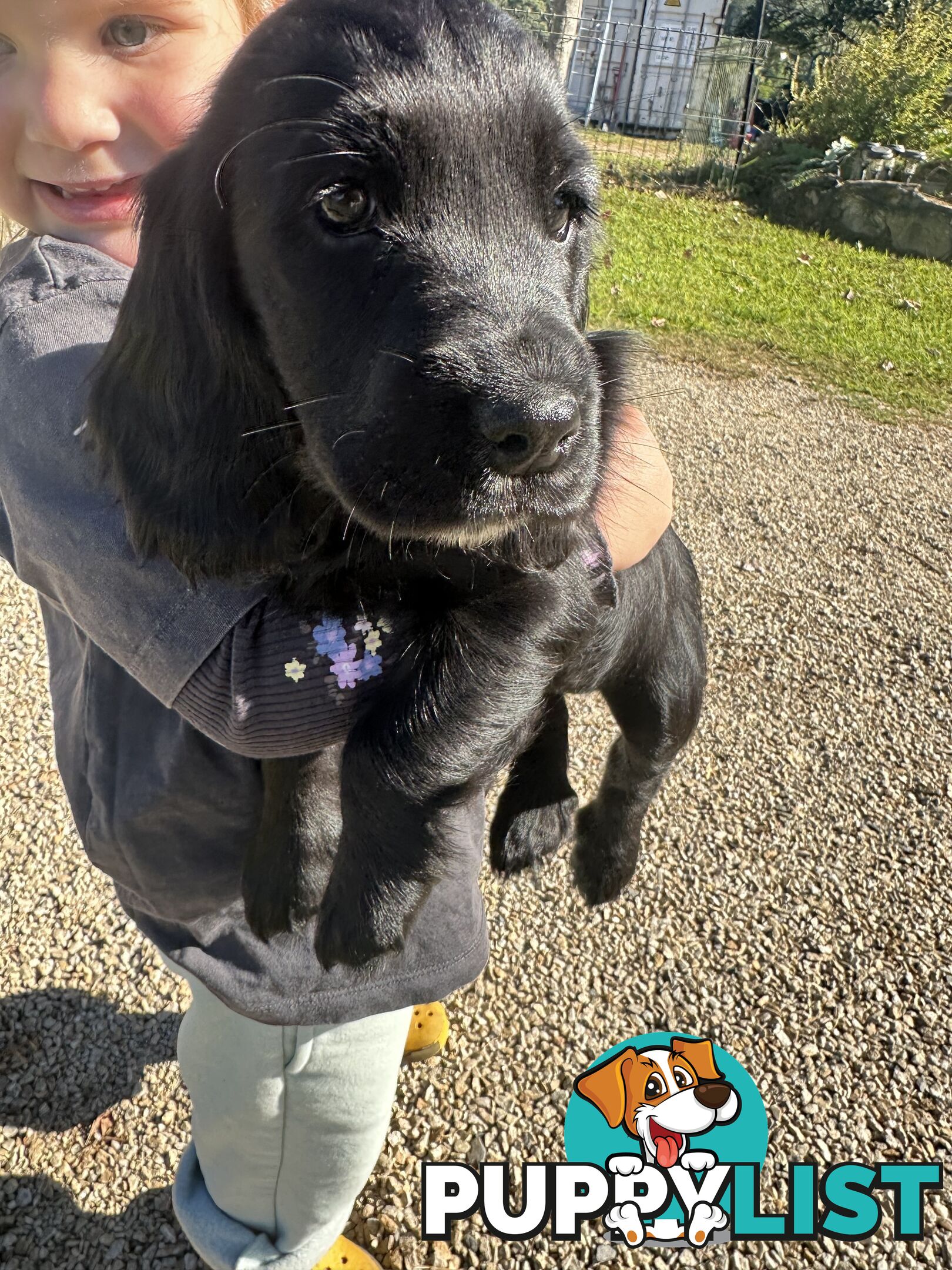 LAST LITTLE GIRL LEFT LOOKING FOR HER FOREVER HOME