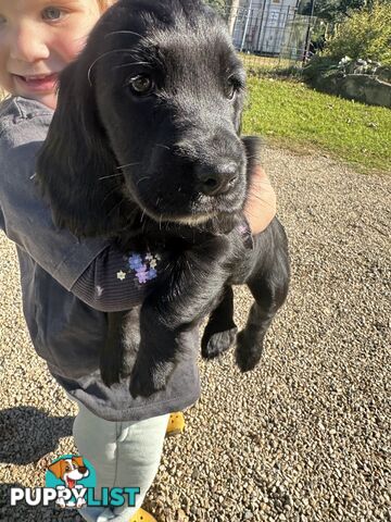 LAST LITTLE GIRL LEFT LOOKING FOR HER FOREVER HOME