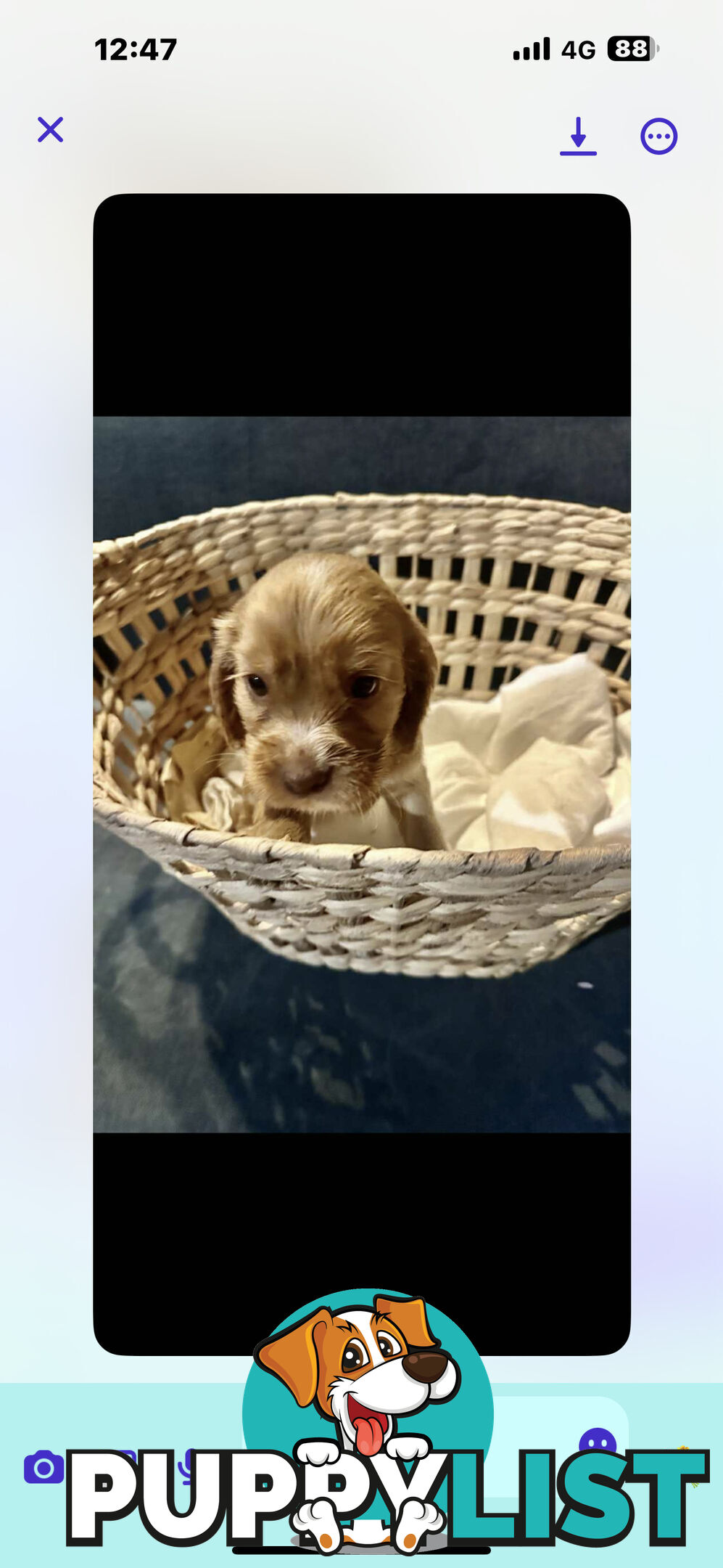 Beautiful Cocker Spaniel Puppies