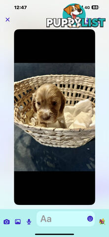 Beautiful Cocker Spaniel Puppies