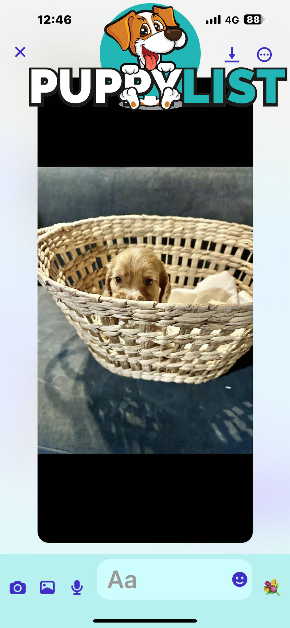 Beautiful Cocker Spaniel Puppies