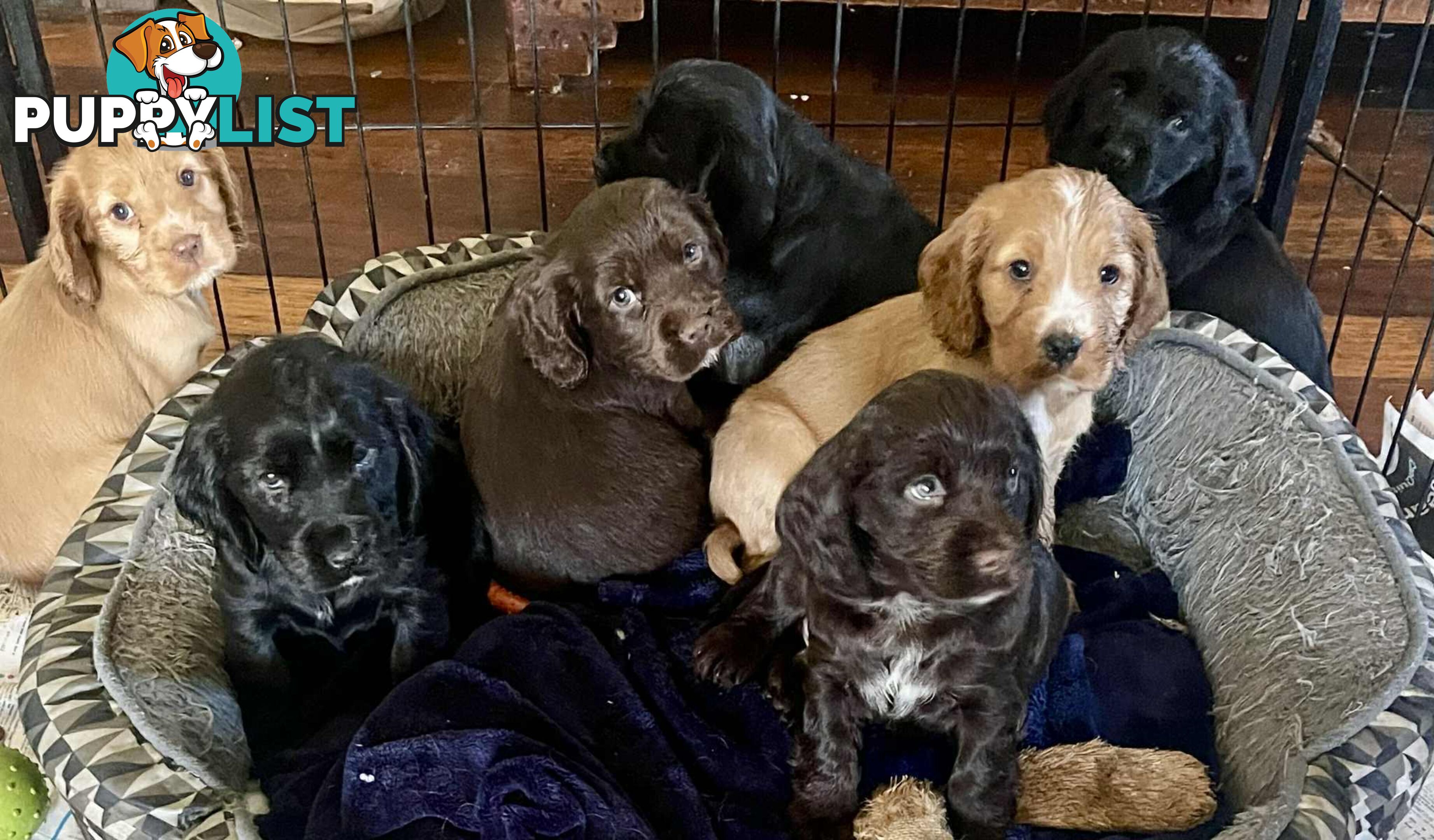 Beautiful Cocker Spaniel Puppies