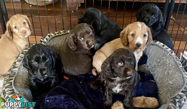Beautiful Cocker Spaniel Puppies