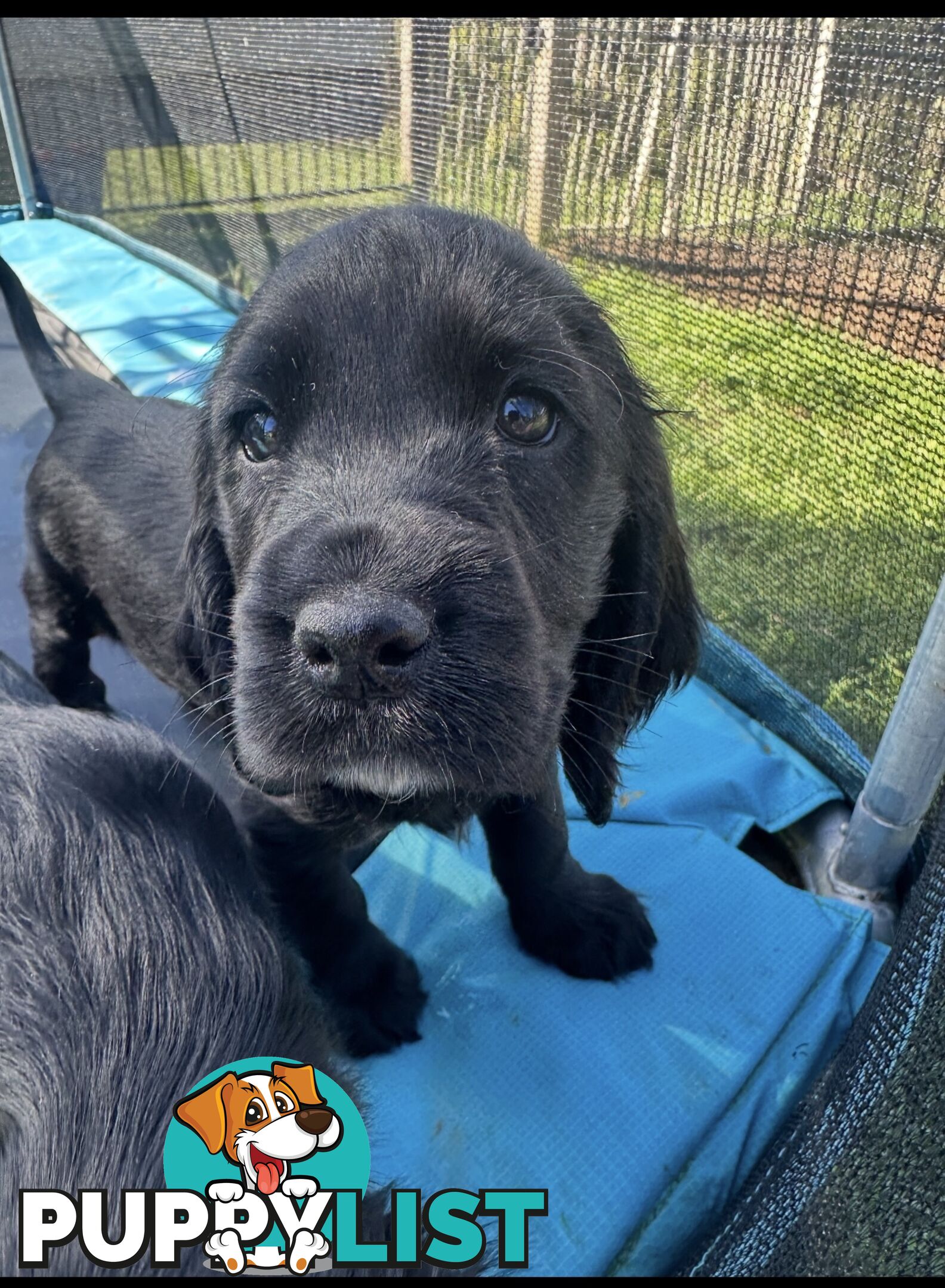 Beautiful Cocker Spaniel Puppies