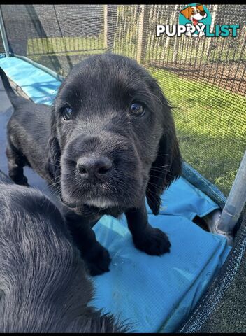 Beautiful Cocker Spaniel Puppies