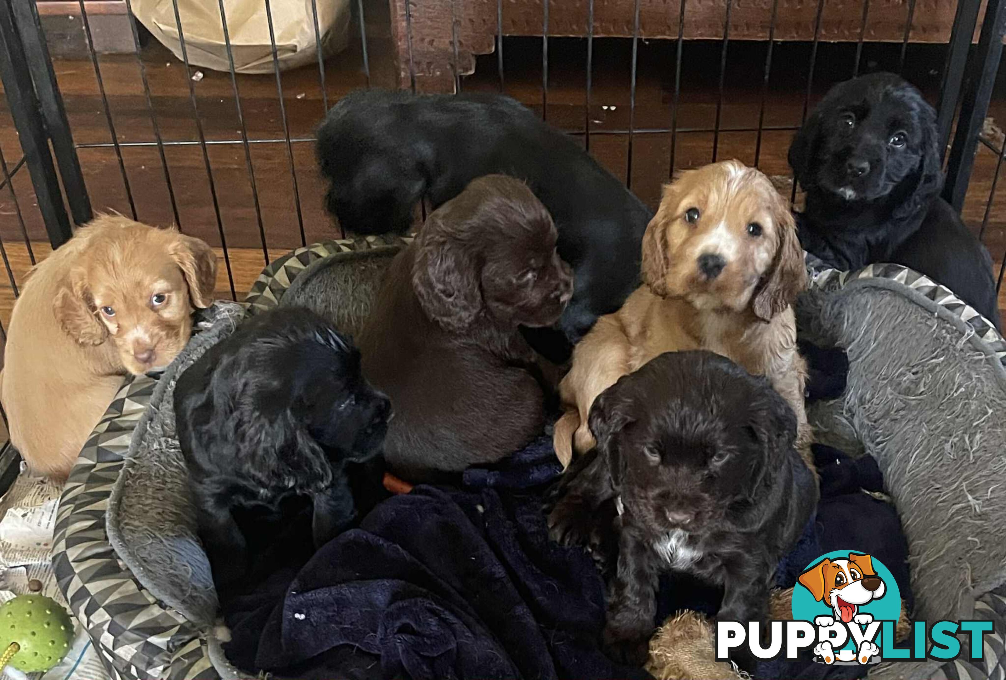 Beautiful Cocker Spaniel Puppies