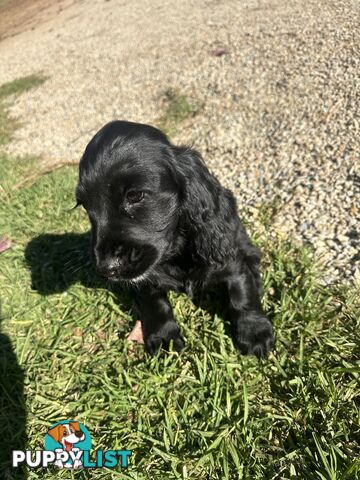 Beautiful Cocker Spaniel Puppies