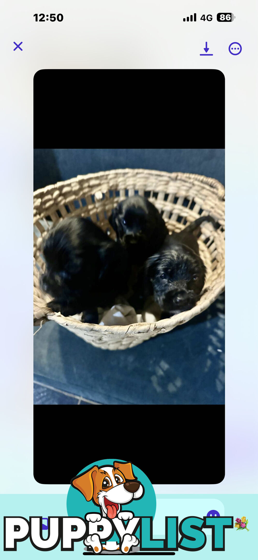 Beautiful Cocker Spaniel Puppies