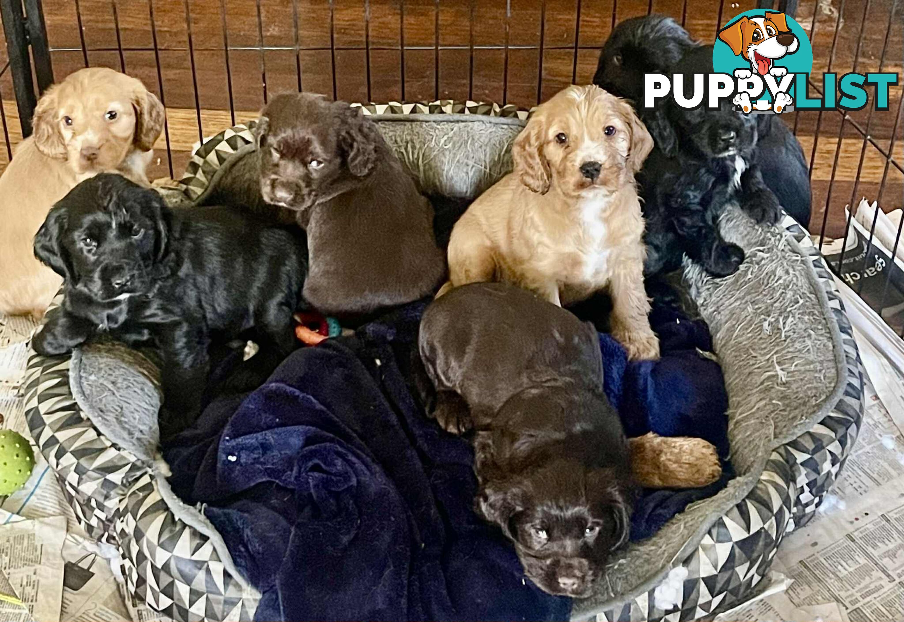 Beautiful Cocker Spaniel Puppies