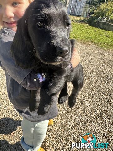 Beautiful Cocker Spaniel Puppies