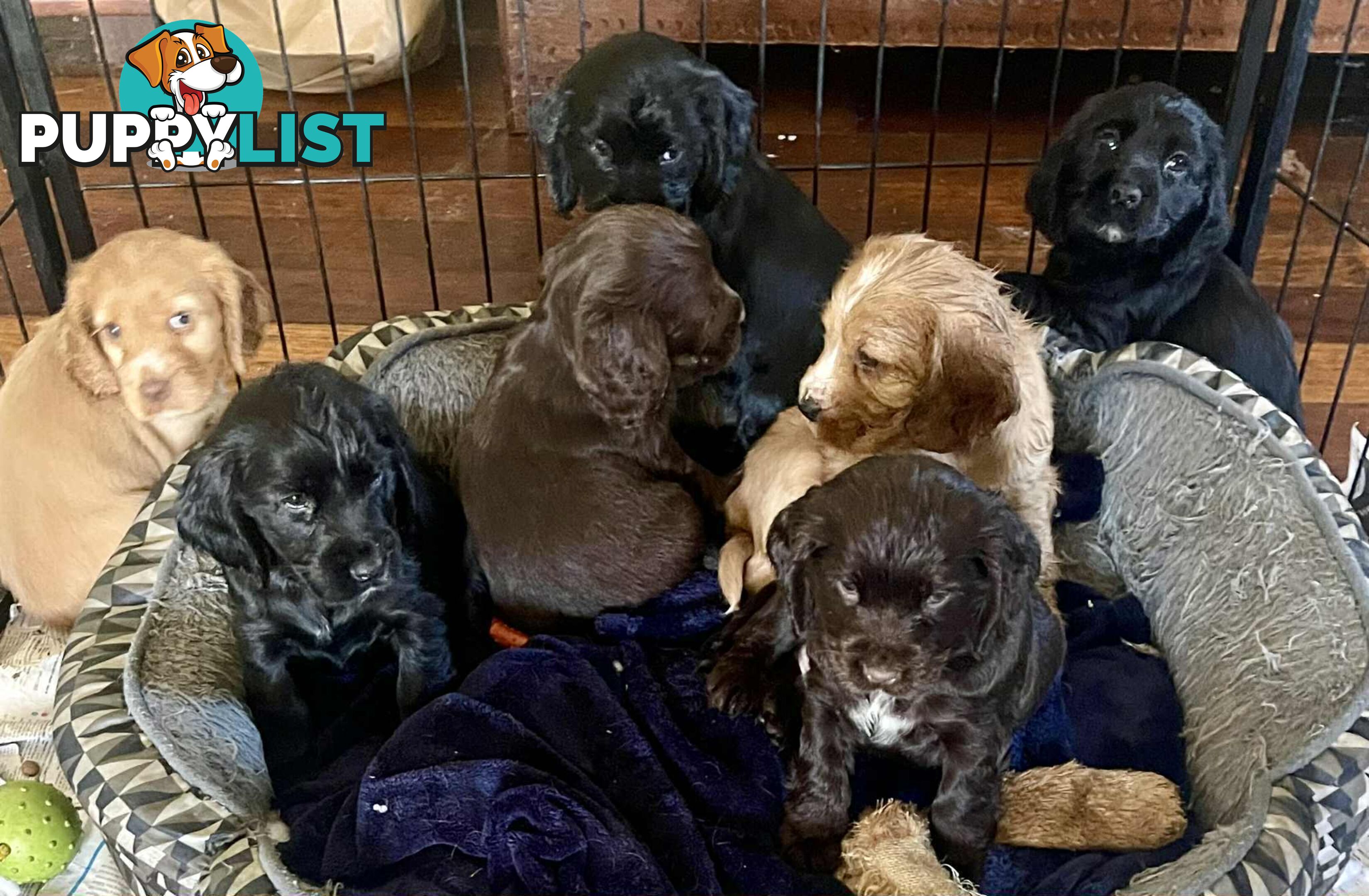 Beautiful Cocker Spaniel Puppies