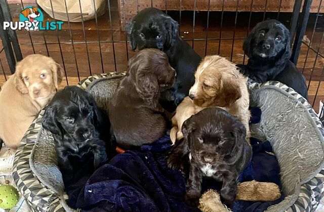Beautiful Cocker Spaniel Puppies