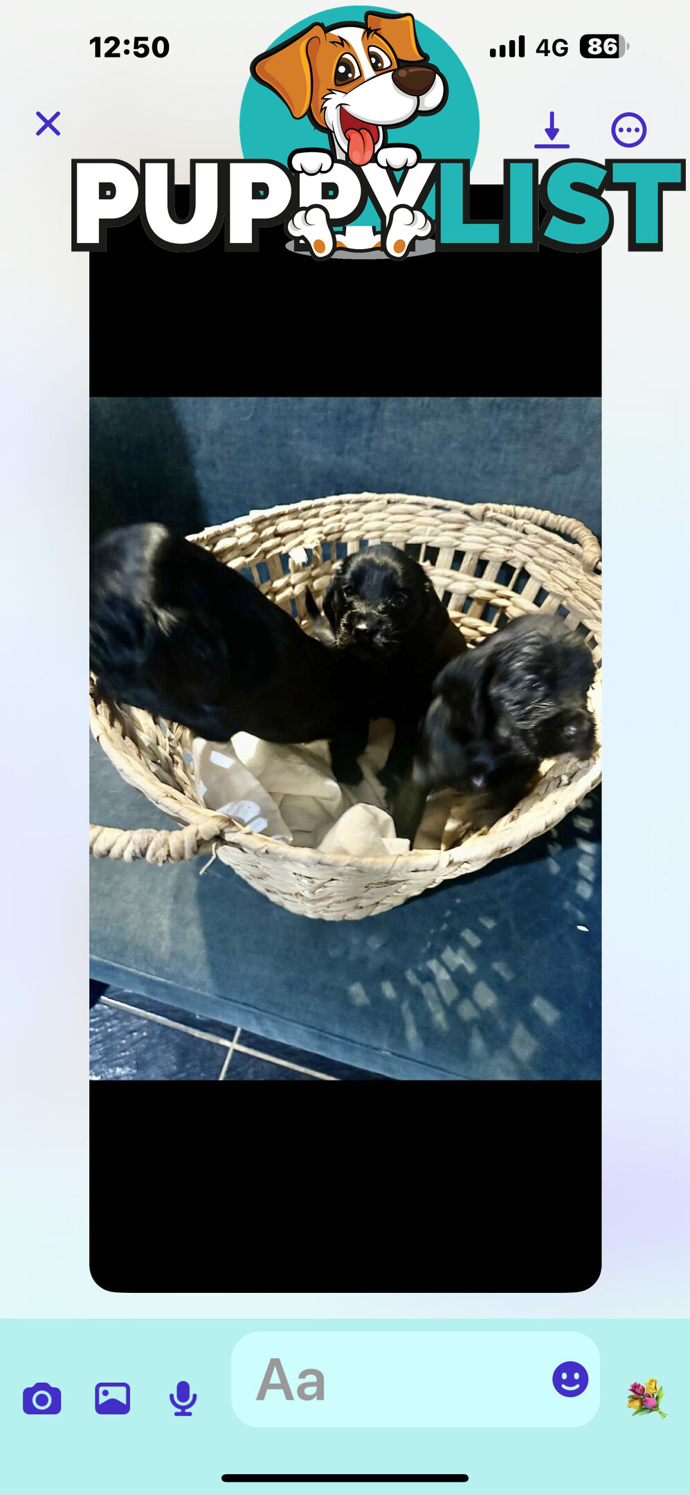 Beautiful Cocker Spaniel Puppies