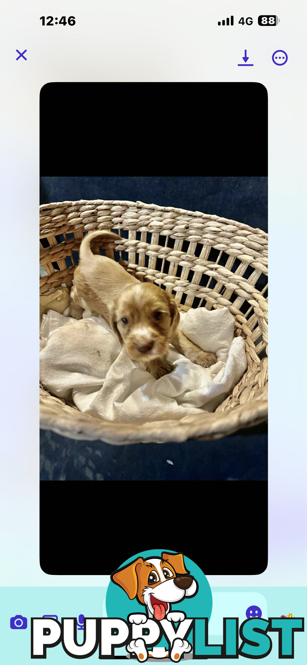 Beautiful Cocker Spaniel Puppies