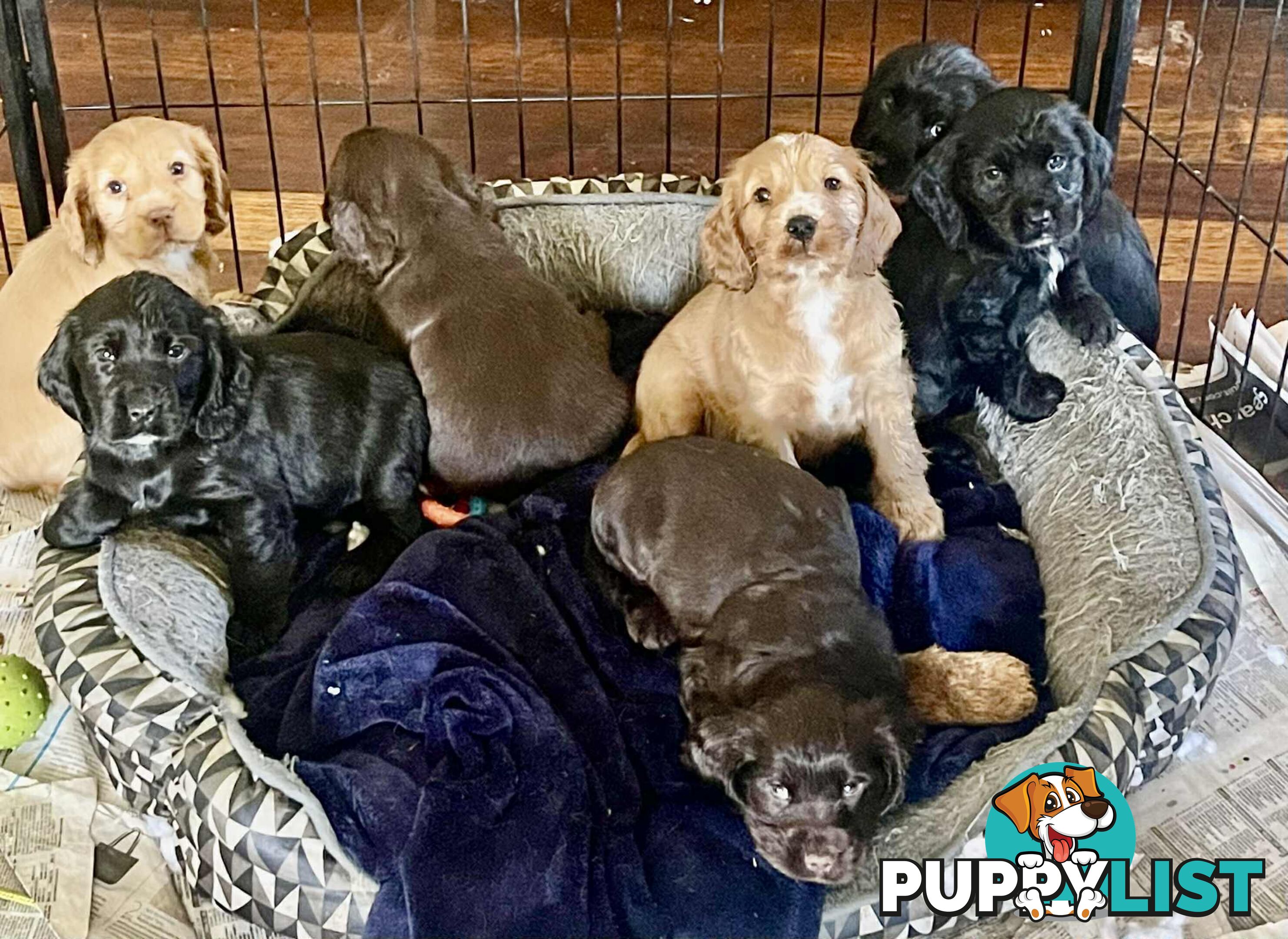 Beautiful Cocker Spaniel Puppies