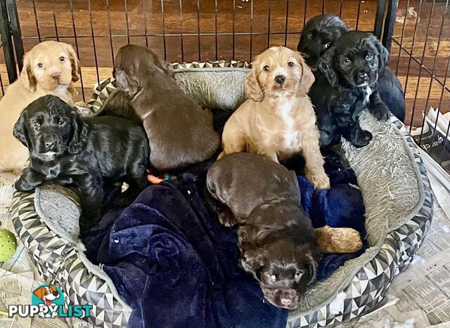 Beautiful Cocker Spaniel Puppies
