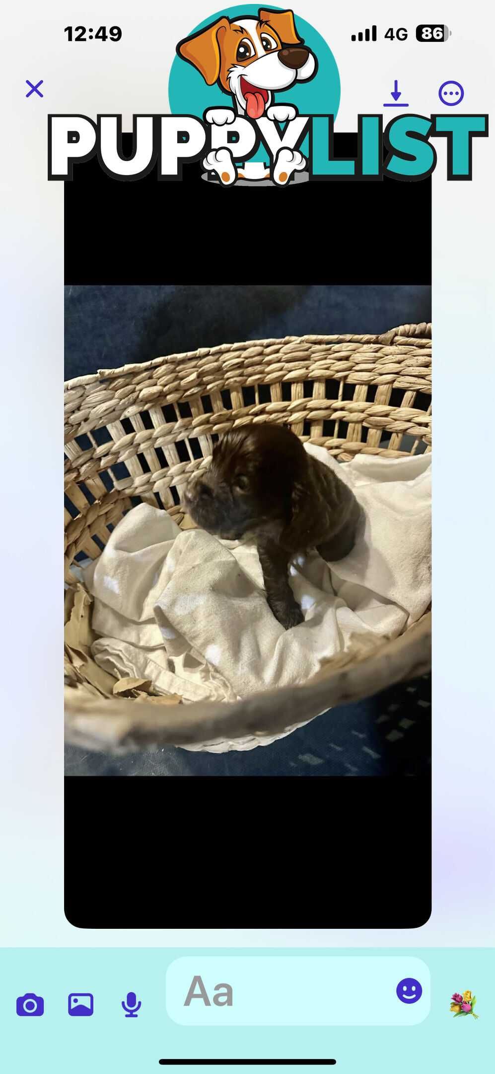Beautiful Cocker Spaniel Puppies