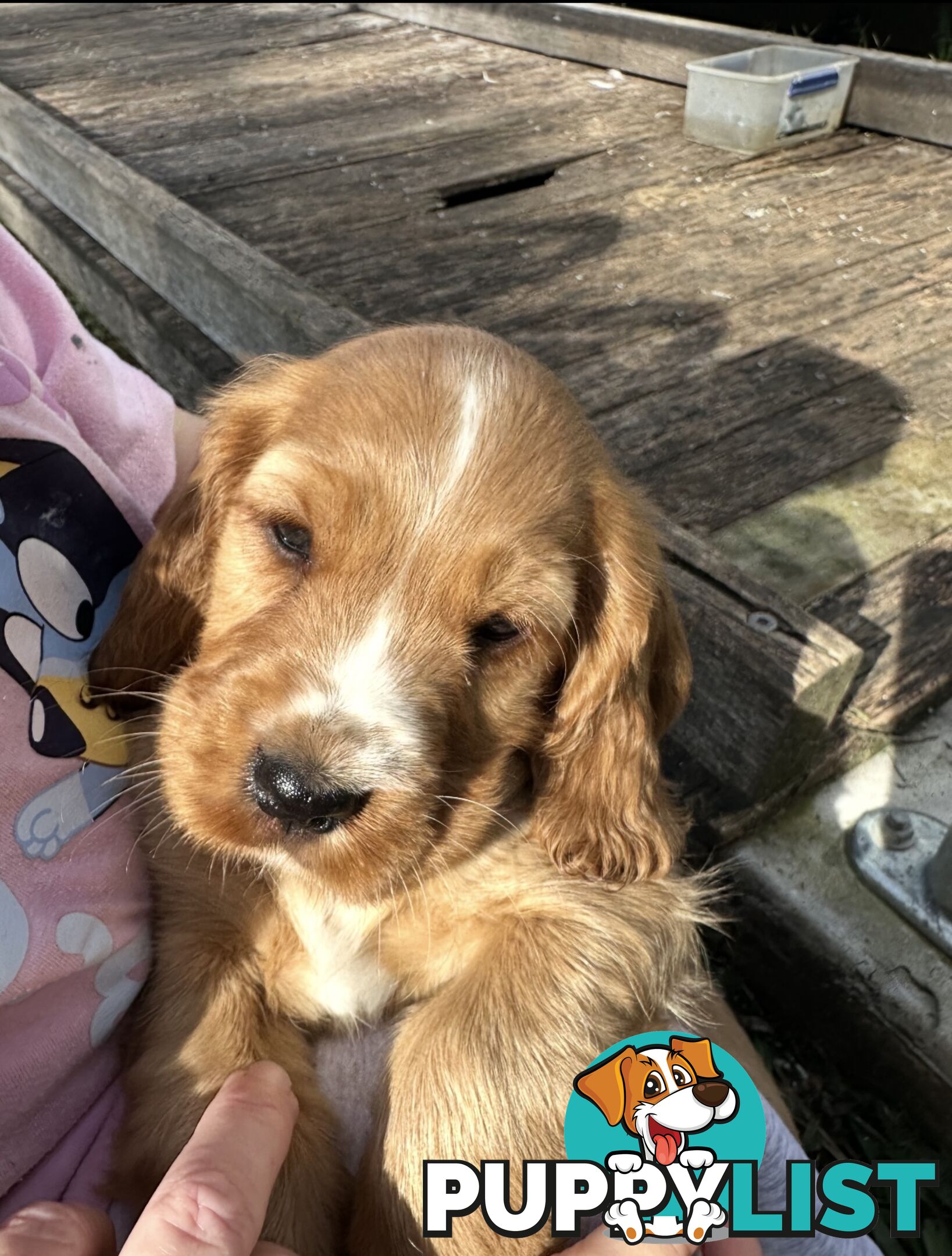 Beautiful Cocker Spaniel Puppies