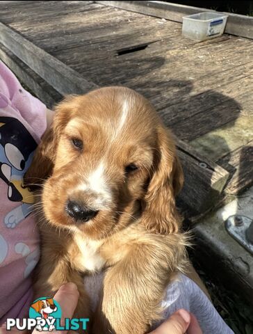 Beautiful Cocker Spaniel Puppies