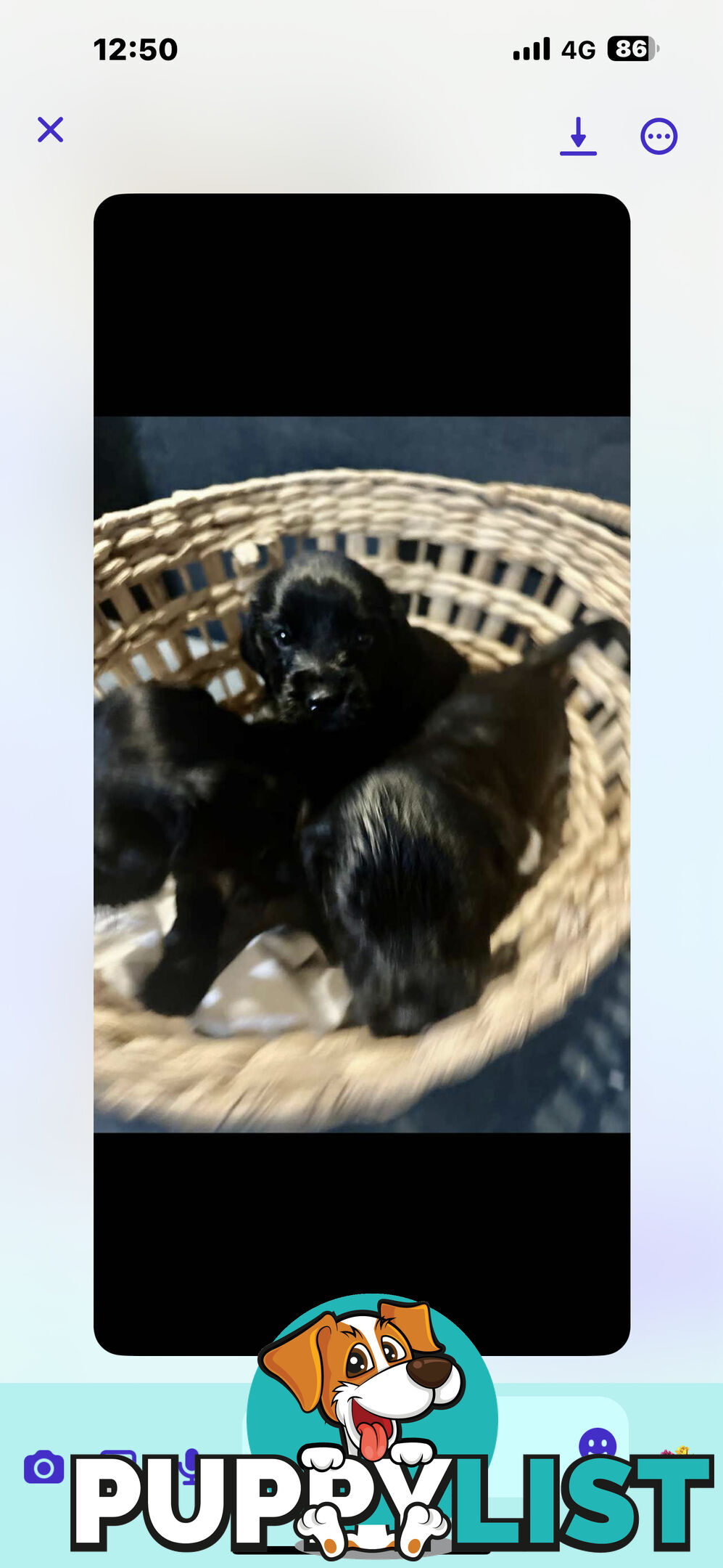 Beautiful Cocker Spaniel Puppies