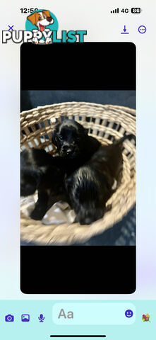Beautiful Cocker Spaniel Puppies