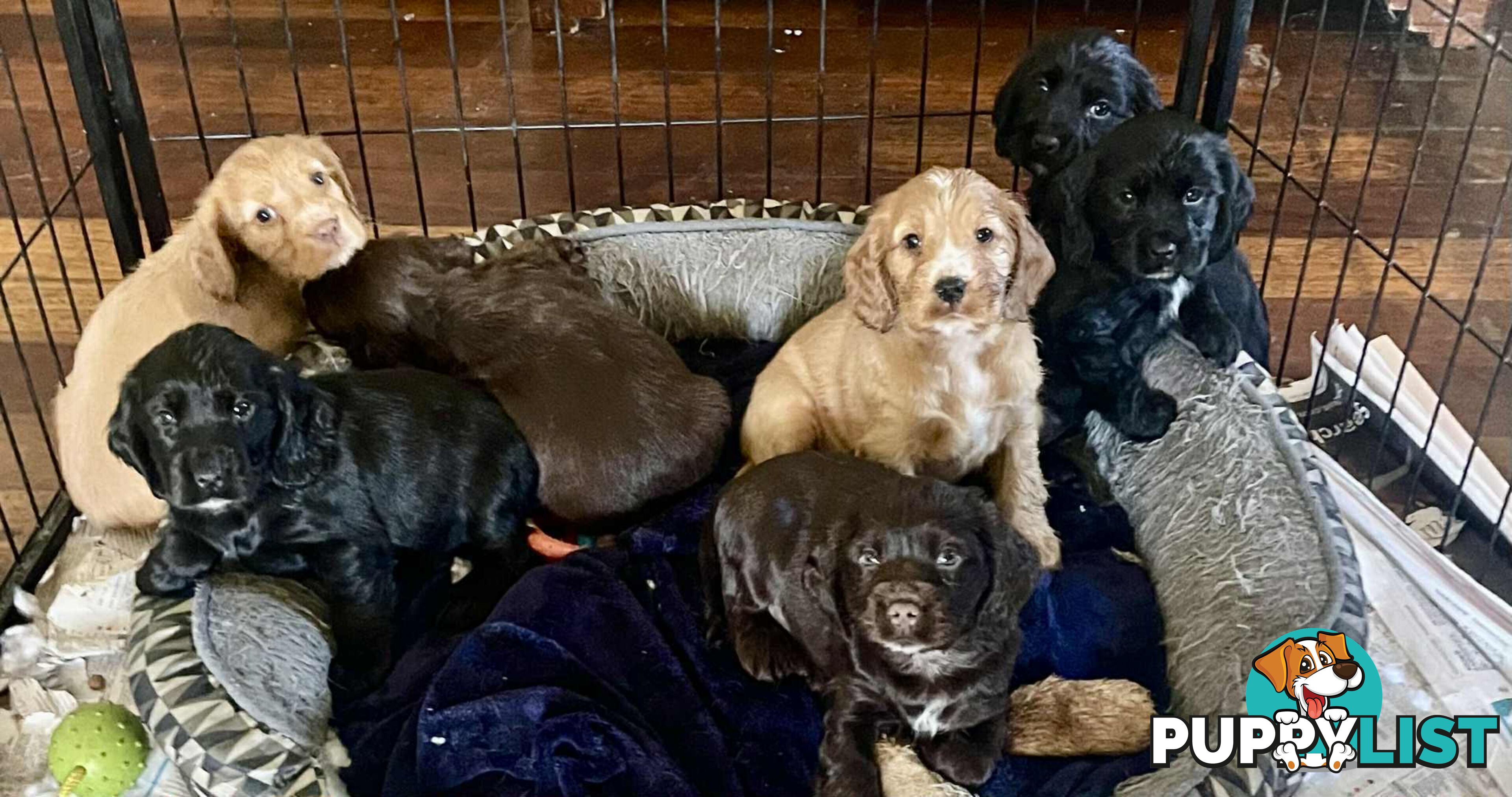 Beautiful Cocker Spaniel Puppies
