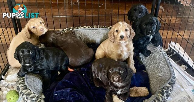 Beautiful Cocker Spaniel Puppies