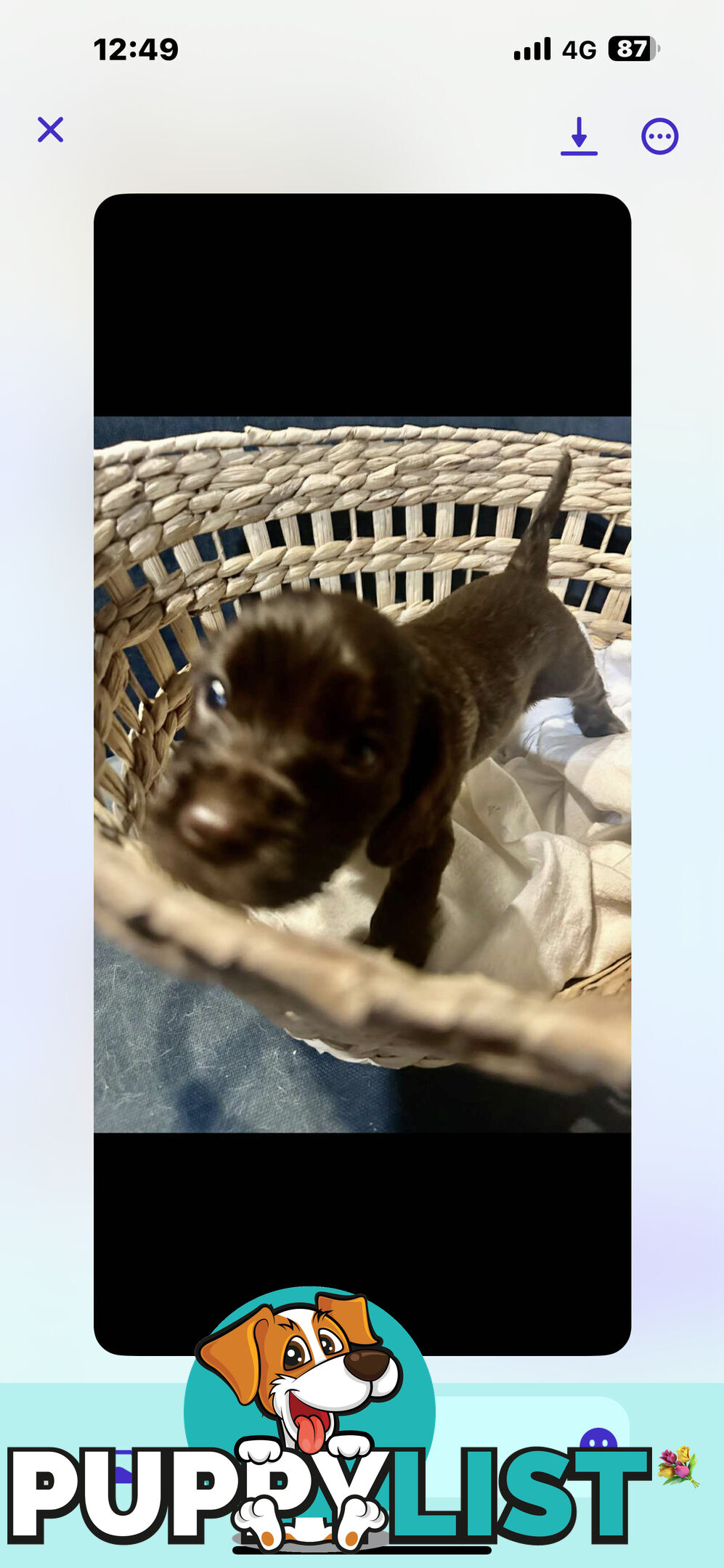 Beautiful Cocker Spaniel Puppies