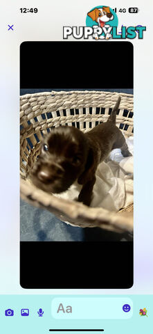 Beautiful Cocker Spaniel Puppies